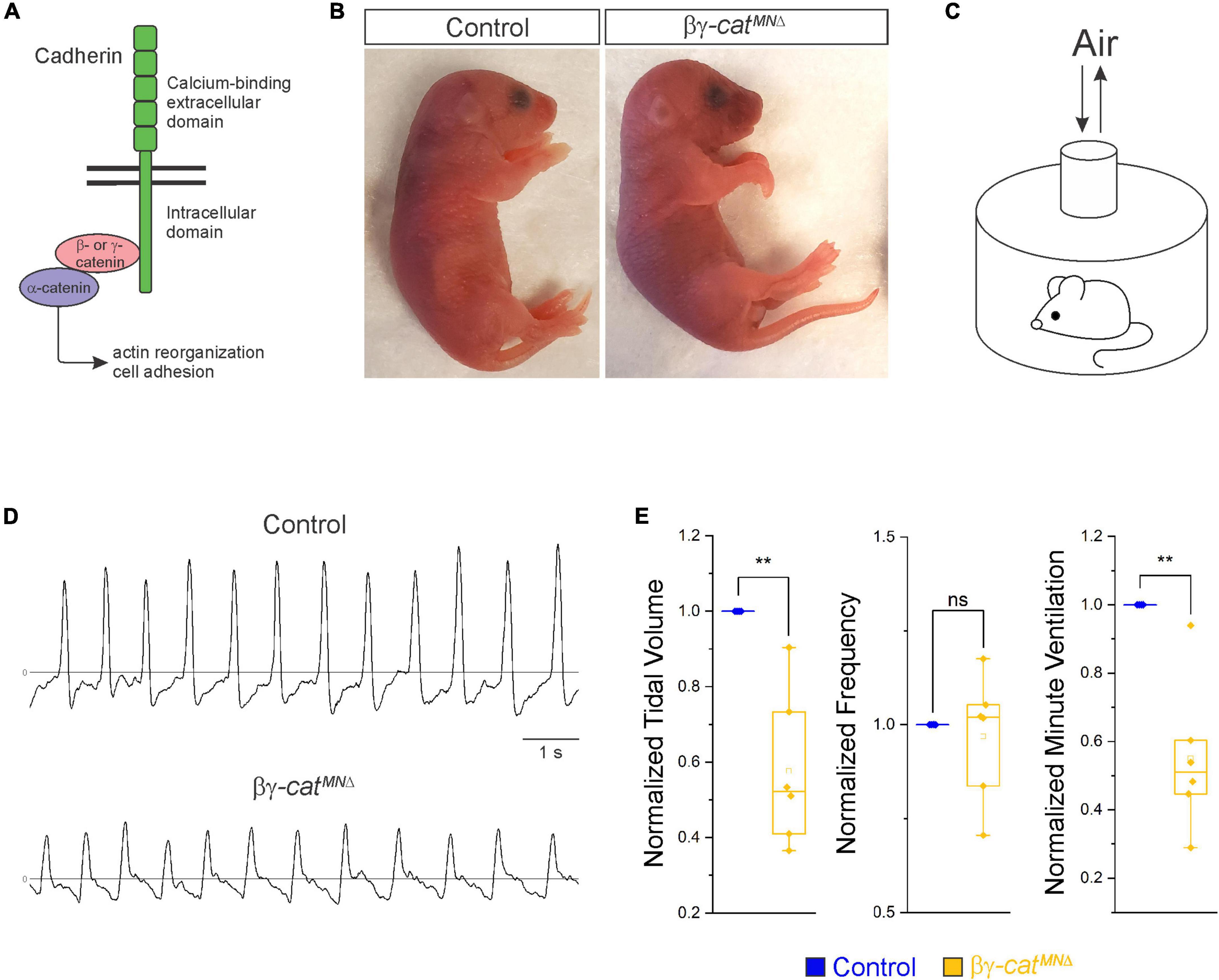 Catenin signaling controls phrenic motor neuron development and function during a narrow temporal window